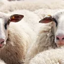 Хакасские фермеры выступили против запрета на подворный убой скота