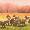 Минсельхозпрод Хакасии отложил запрет на подворный убой скота до начала октября