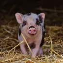 В Хакасии возрождают свиноводство